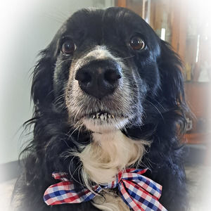 Meet your Posher, Barb